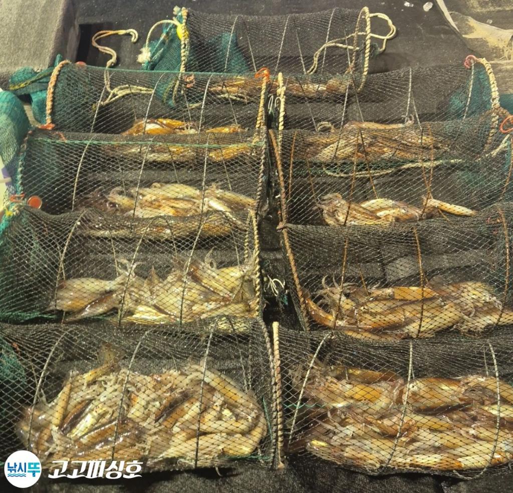 낚시뚜,화살촉오징어,속천항(진해),고고피싱호,낚시뚜17