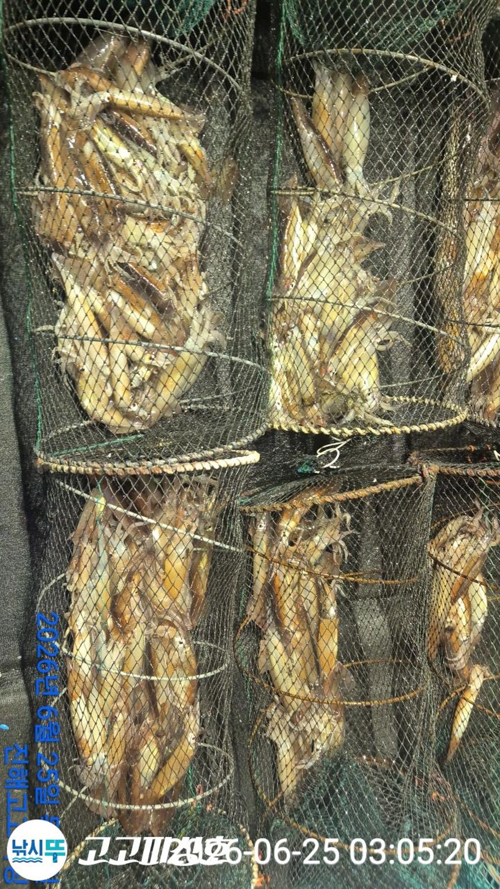낚시뚜,화살촉오징어,속천항(진해),고고피싱호,낚시뚜14