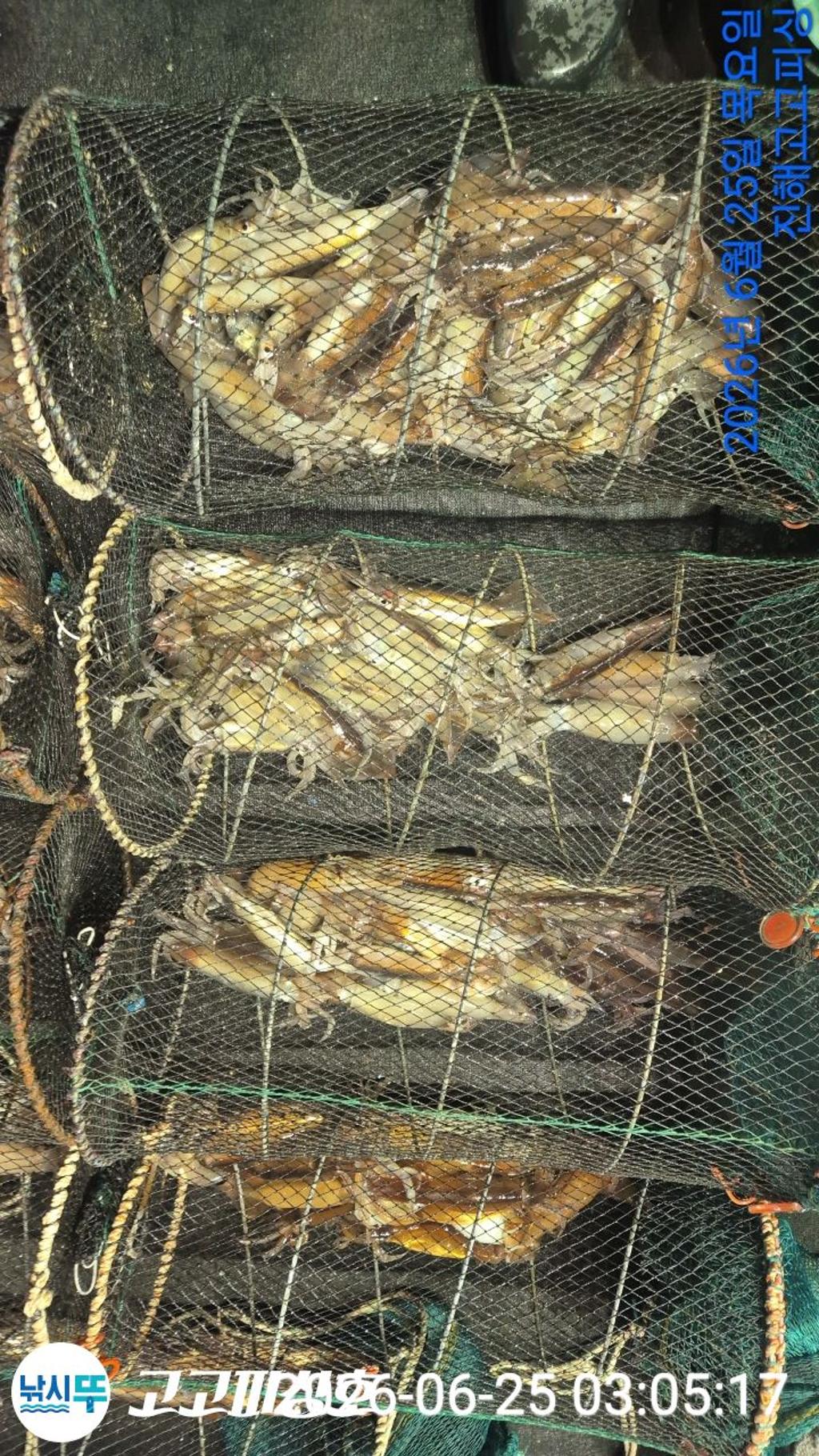낚시뚜,화살촉오징어,속천항(진해),고고피싱호,낚시뚜13