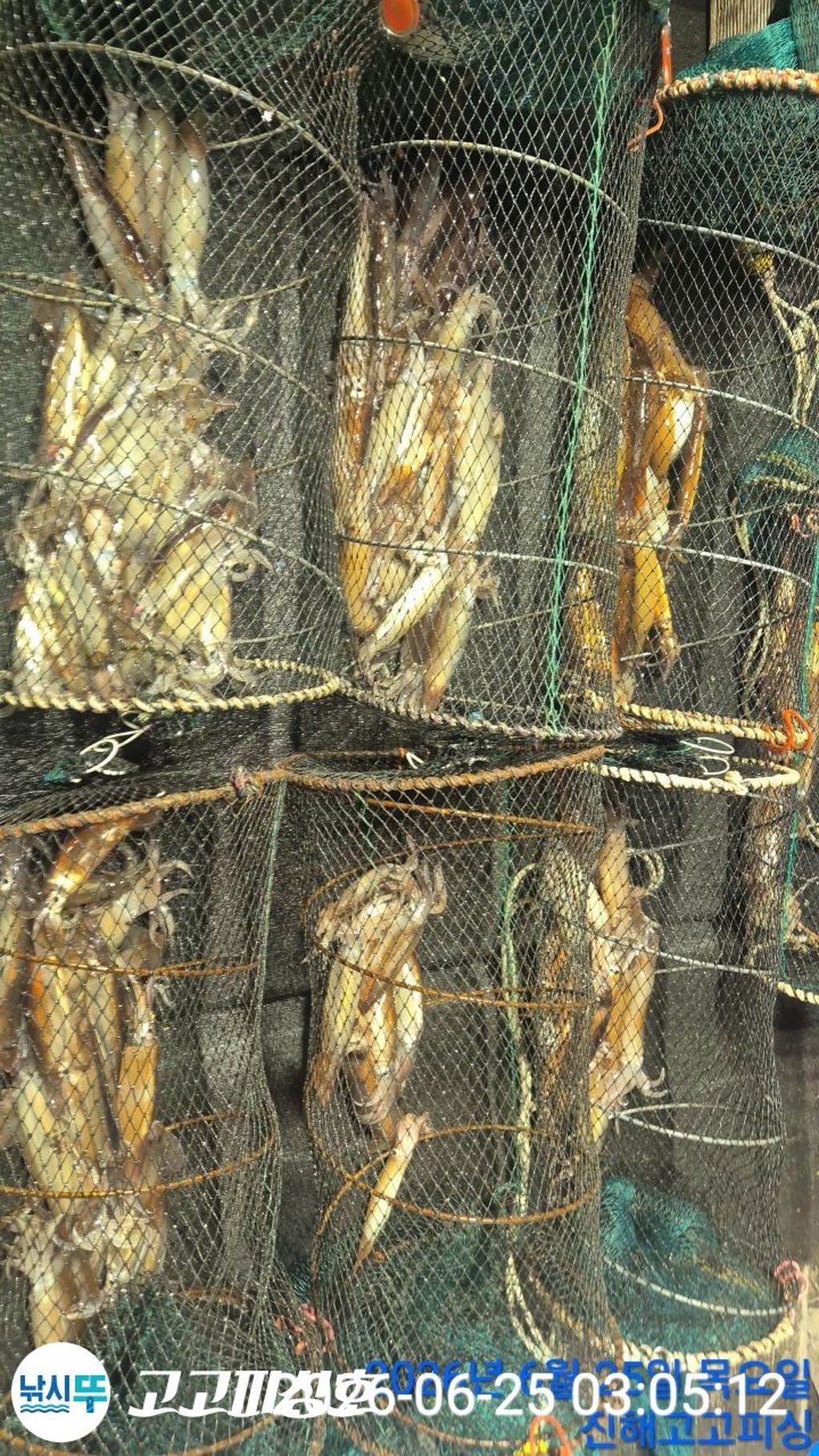 낚시뚜,화살촉오징어,속천항(진해),고고피싱호,낚시뚜12