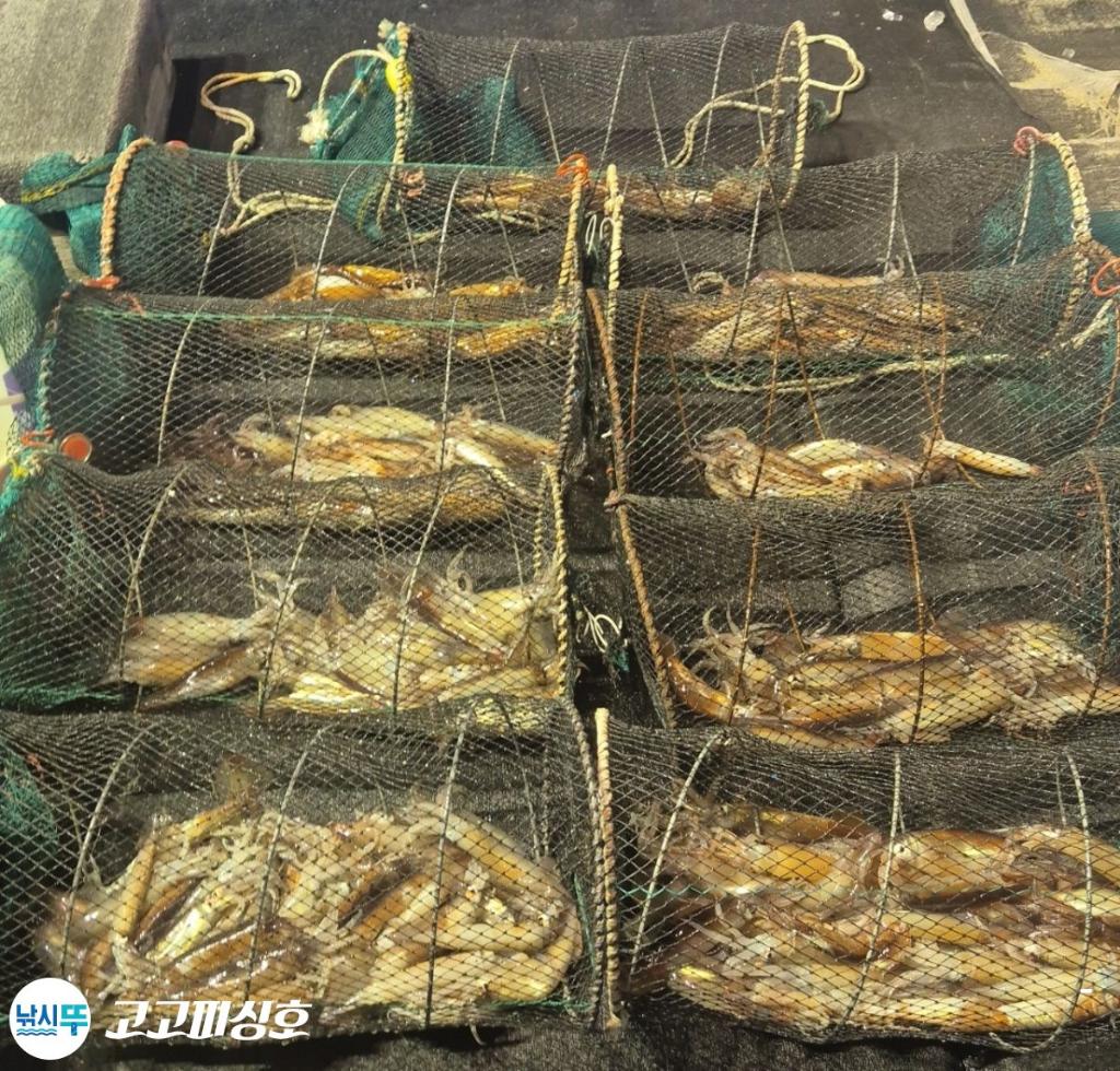 낚시뚜,화살촉오징어,속천항(진해),고고피싱호,낚시뚜10