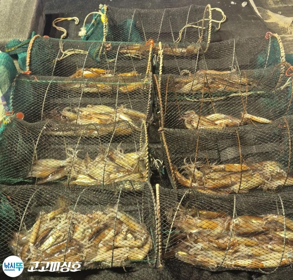 낚시뚜,화살촉오징어,속천항(진해),고고피싱호,낚시뚜9