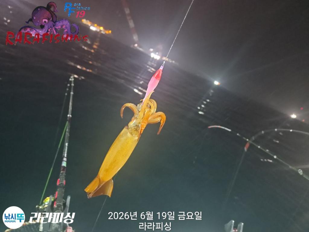 낚시뚜,화살촉오징어,속천항(진해),라라피싱,낚시뚜2