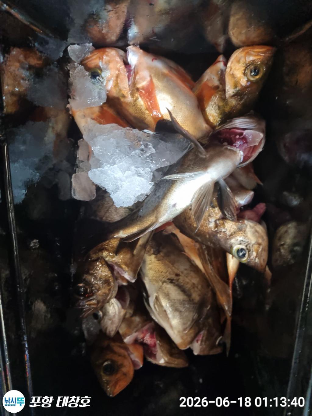 낚시뚜,볼락,열기,영일만항,포항 태창호,낚시뚜8
