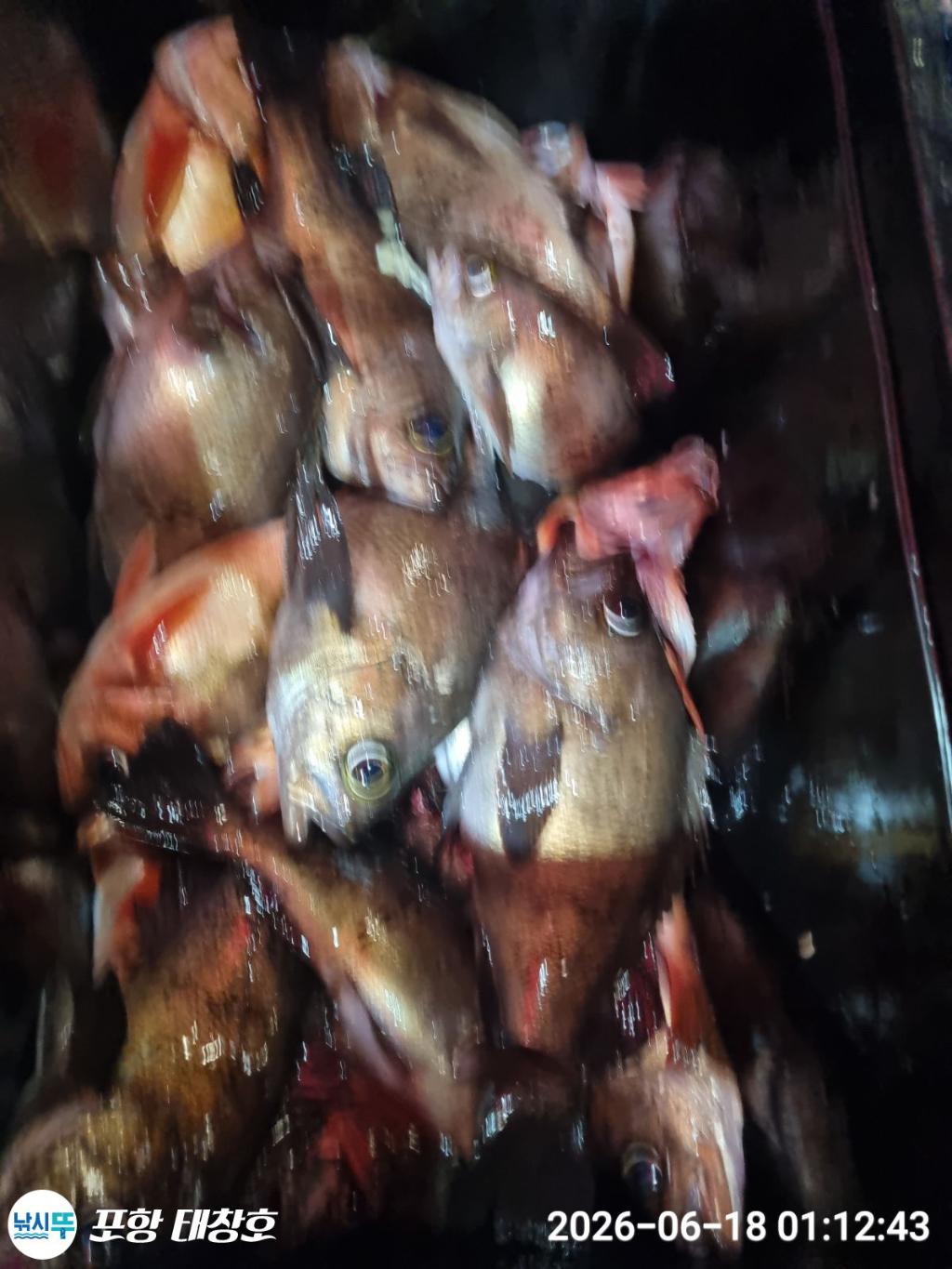 낚시뚜,볼락,열기,영일만항,포항 태창호,낚시뚜5
