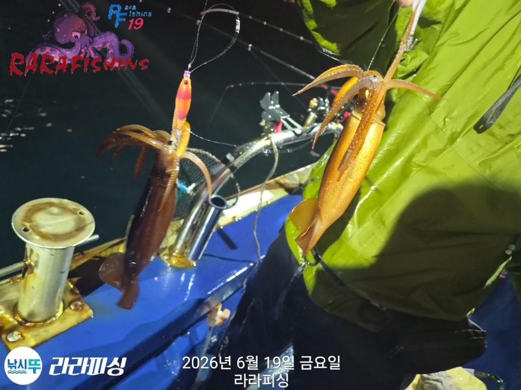 낚시뚜,화살촉오징어,속천항(진해),라라피싱,낚시뚜1