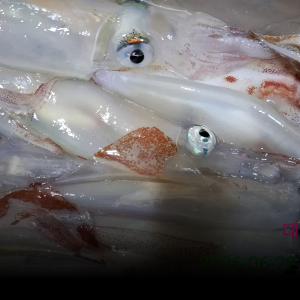 조황, 한치~(오늘긴급3자리!!)4시출발~~(금.일.예약서둘러주세요)