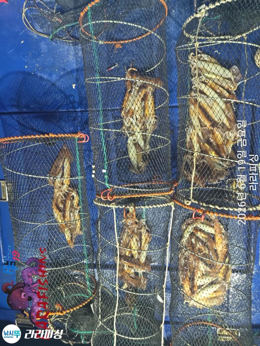 낚시뚜,화살촉오징어,속천항(진해),라라피싱,낚시뚜11