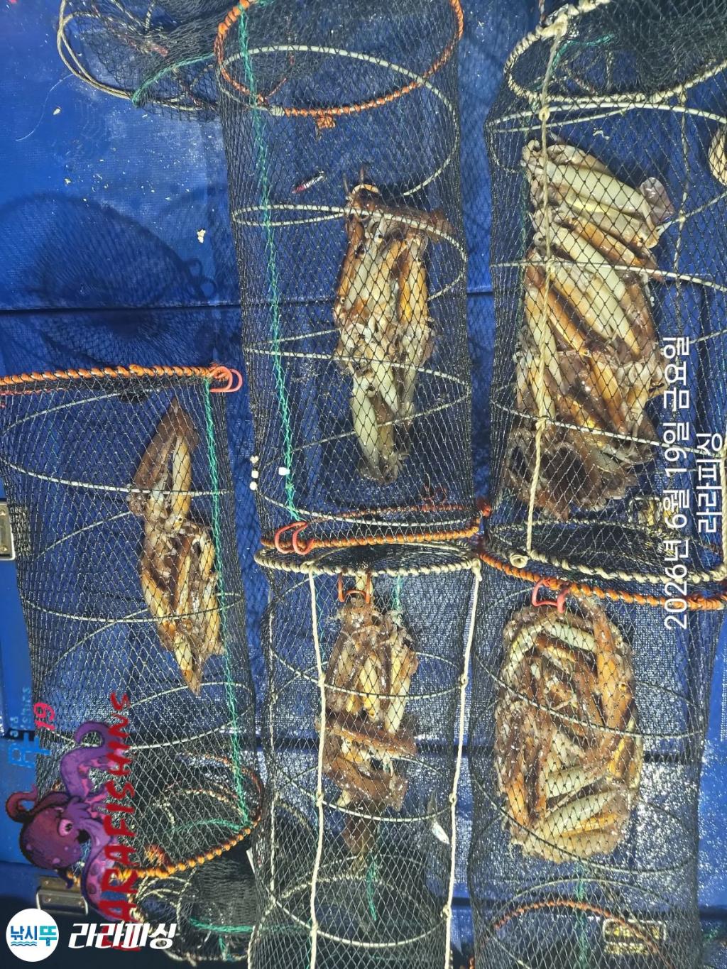 낚시뚜,화살촉오징어,속천항(진해),라라피싱,낚시뚜10