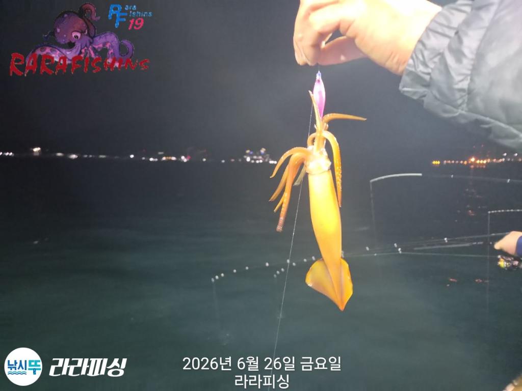 낚시뚜,화살촉오징어,속천항(진해),라라피싱,낚시뚜3