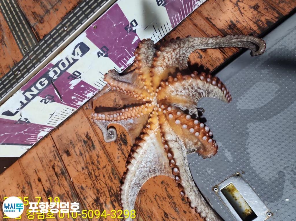 낚시뚜,돌문어,영일만항,포항 킹덤호,낚시뚜4