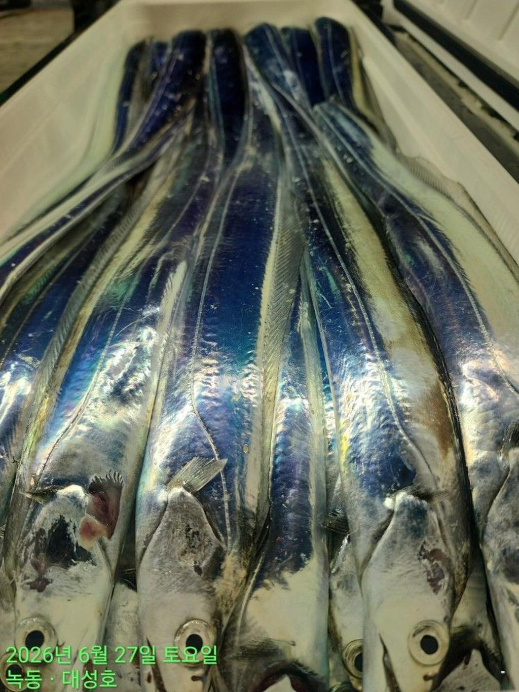 낚시뚜,갈치,녹동항,녹동대성호,낚시뚜33