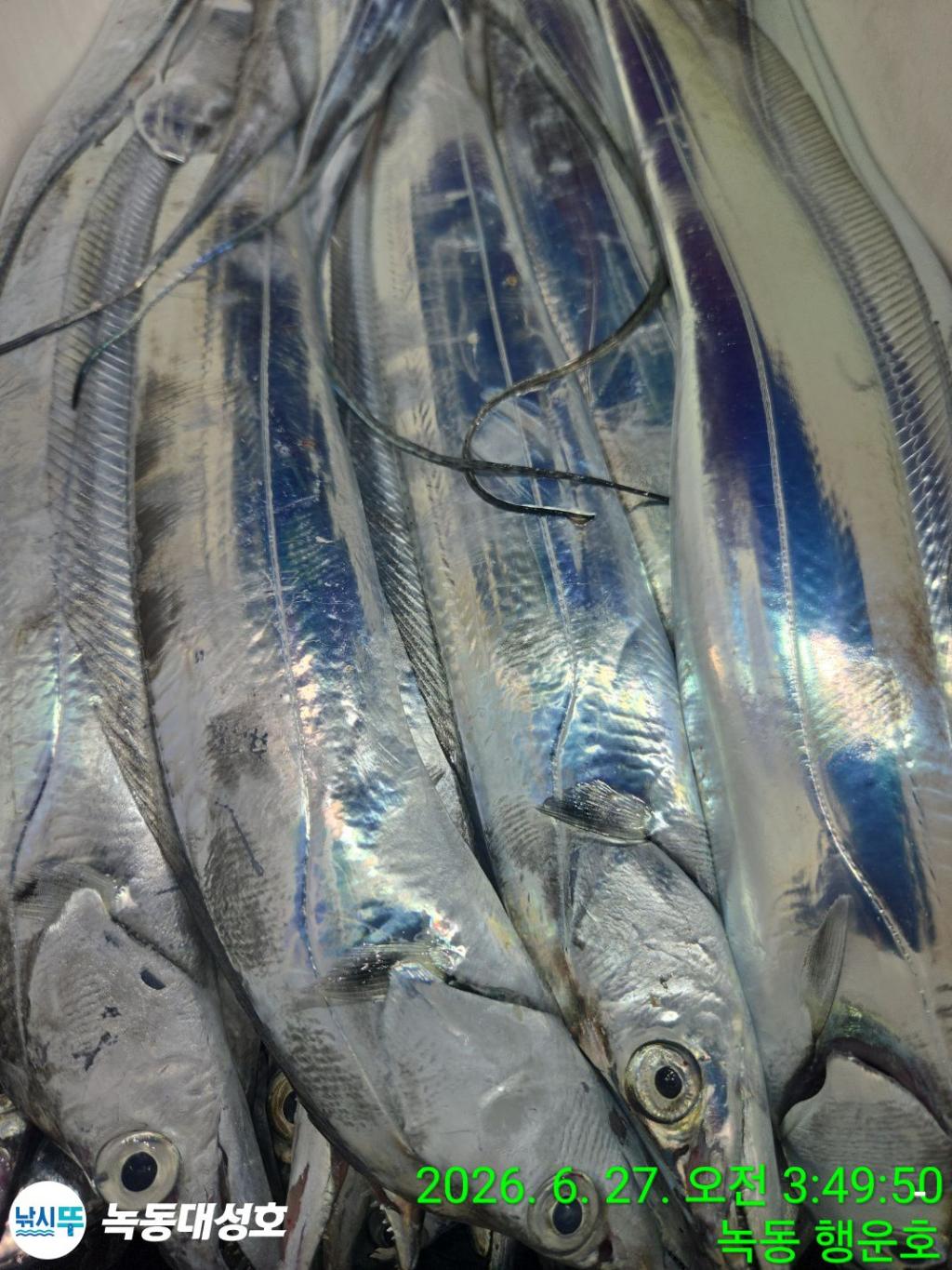 낚시뚜,갈치,녹동항,녹동대성호,낚시뚜25