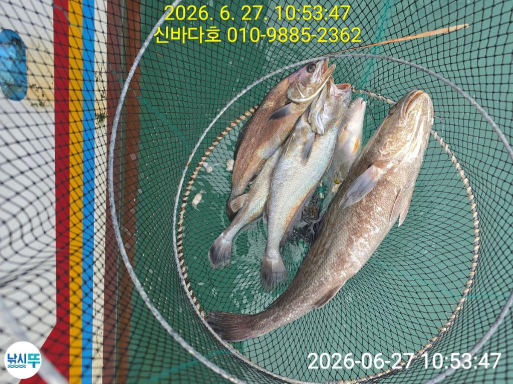 낚시뚜,민어,해남 어란진항,신바다호,낚시뚜2