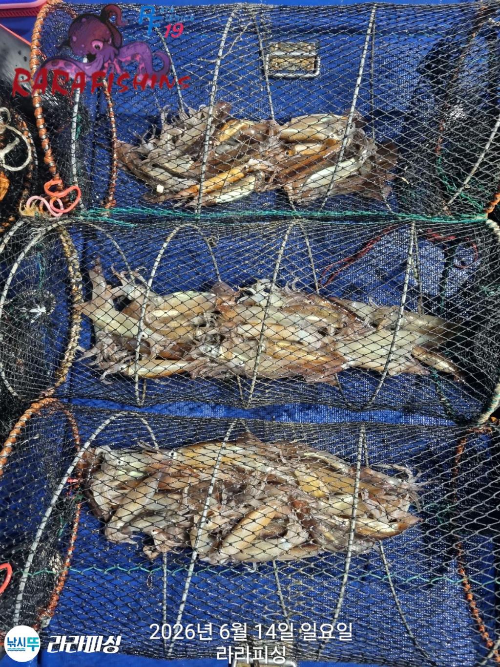 낚시뚜,화살촉오징어,속천항(진해),라라피싱,낚시뚜20