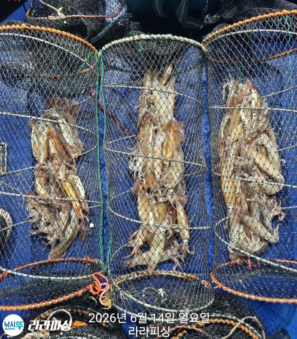 낚시뚜,화살촉오징어,속천항(진해),라라피싱,낚시뚜19
