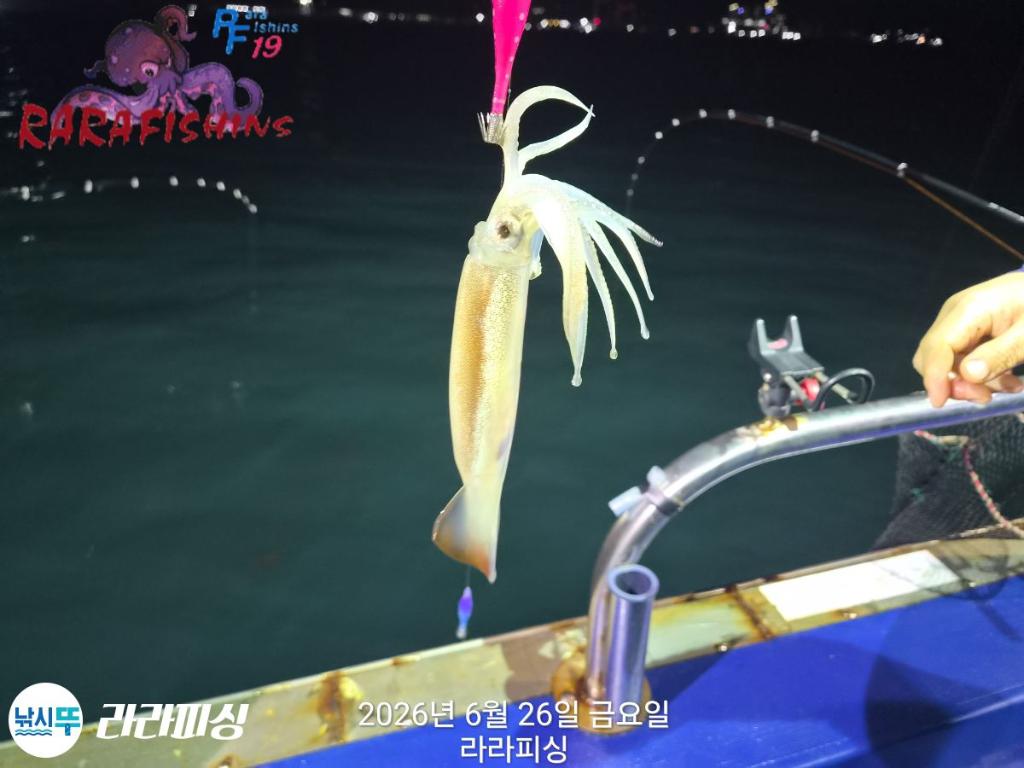 낚시뚜,화살촉오징어,속천항(진해),라라피싱,낚시뚜4