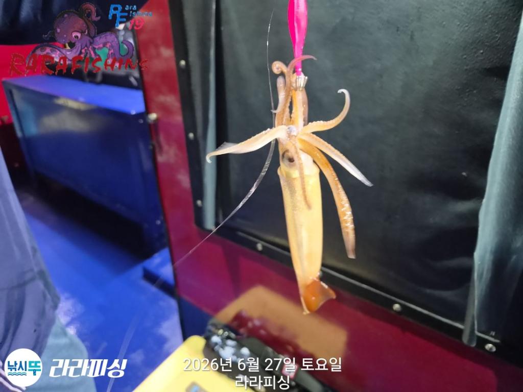 낚시뚜,화살촉오징어,속천항(진해),라라피싱,낚시뚜1