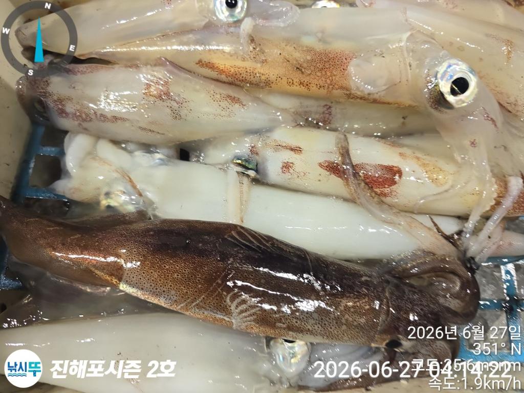 낚시뚜,한치,진해행암항,진해포시즌 2호,낚시뚜15