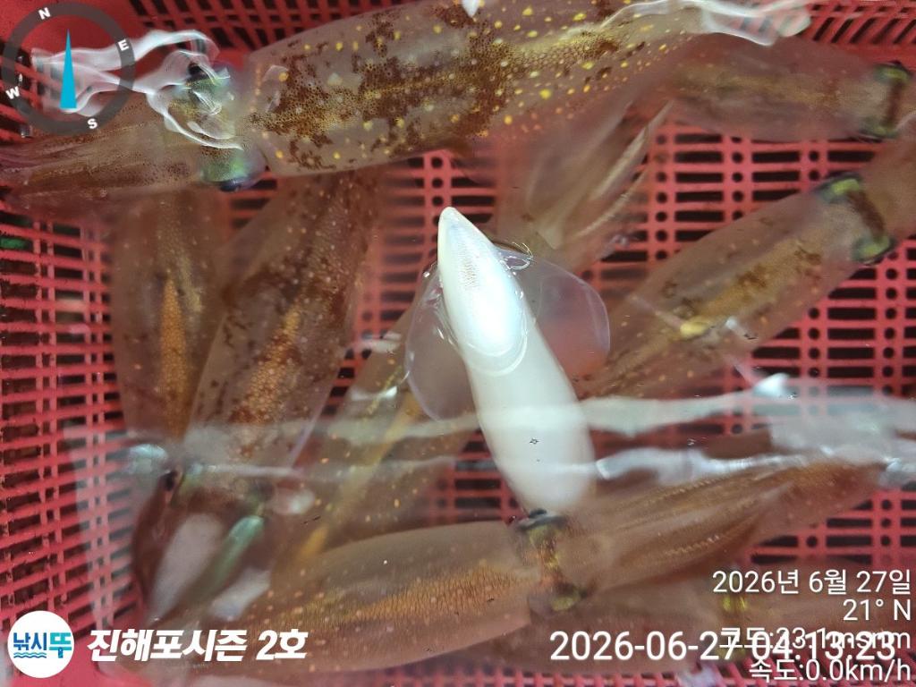 낚시뚜,한치,진해행암항,진해포시즌 2호,낚시뚜14