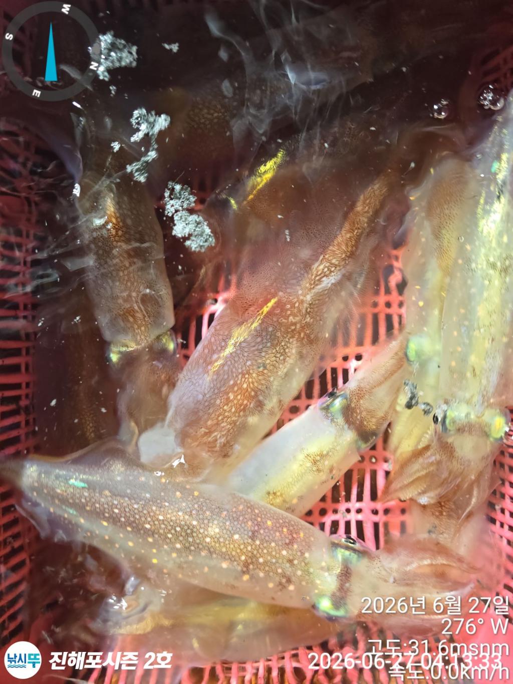 낚시뚜,한치,진해행암항,진해포시즌 2호,낚시뚜13