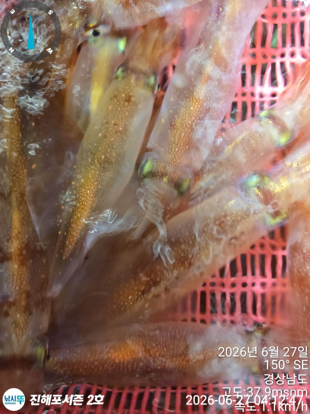 낚시뚜,한치,진해행암항,진해포시즌 2호,낚시뚜12