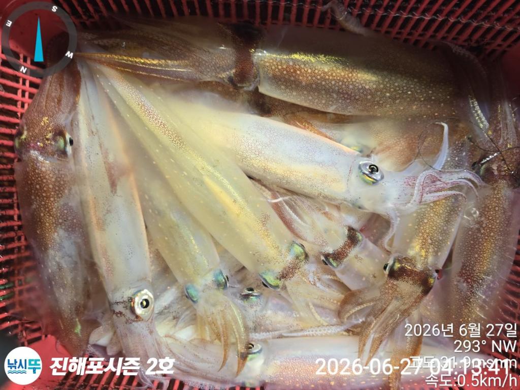 낚시뚜,한치,진해행암항,진해포시즌 2호,낚시뚜11