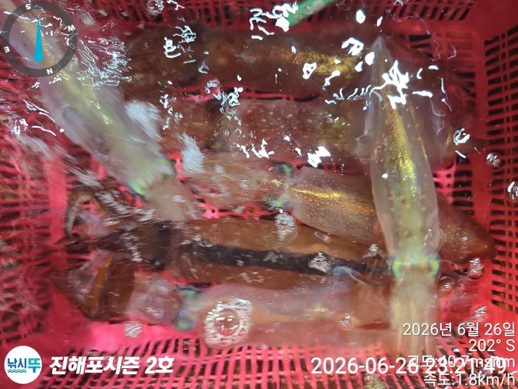 낚시뚜,한치,진해행암항,진해포시즌 2호,낚시뚜9