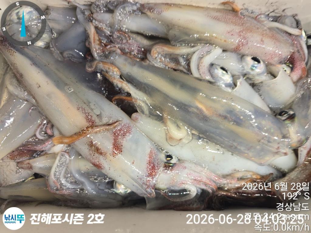 낚시뚜,한치,진해행암항,진해포시즌 2호,낚시뚜14