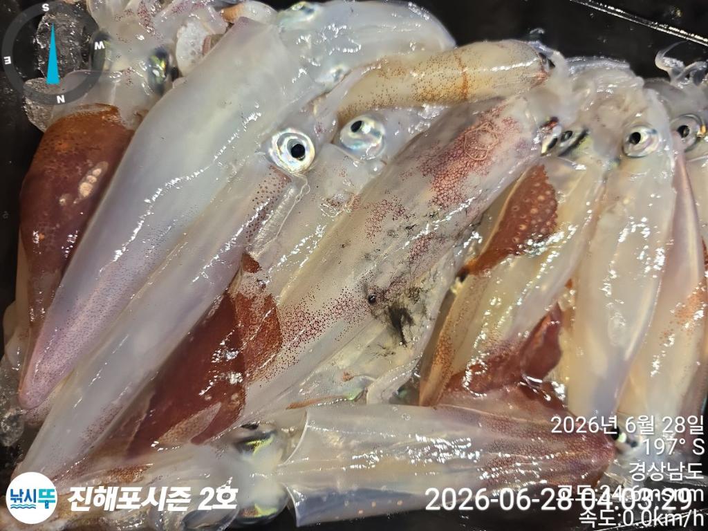 낚시뚜,한치,진해행암항,진해포시즌 2호,낚시뚜13