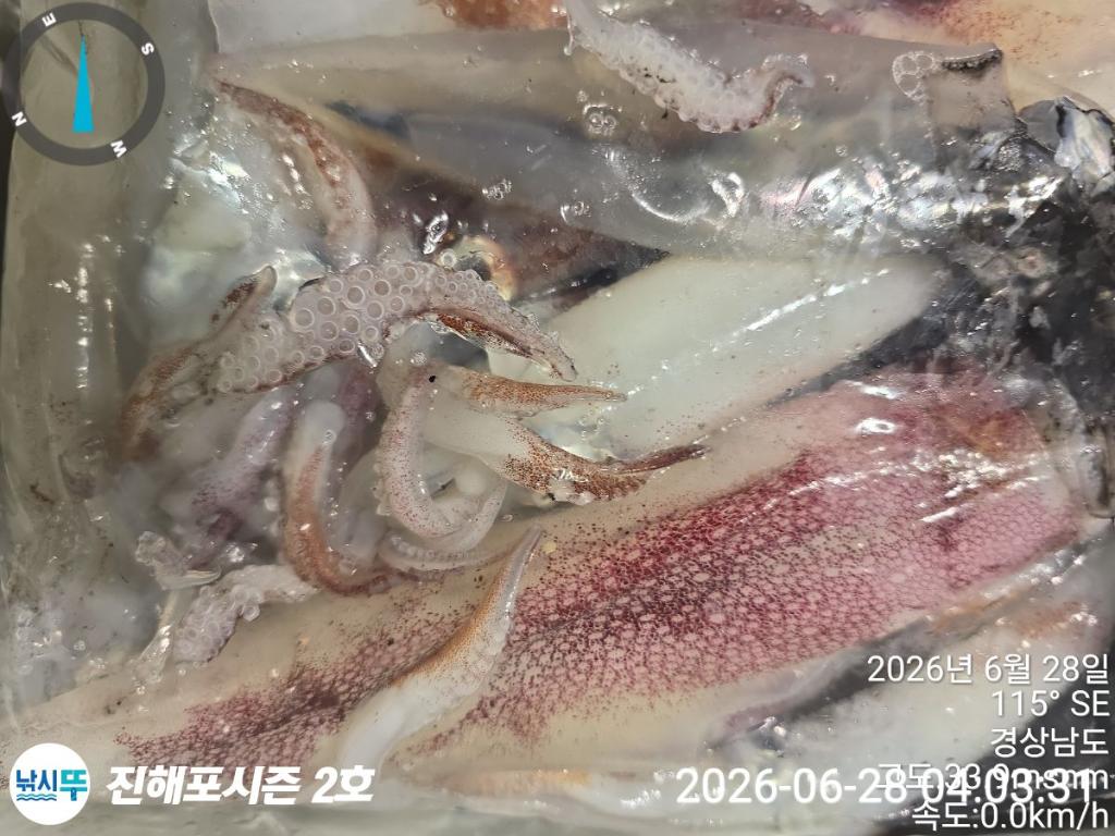 낚시뚜,한치,진해행암항,진해포시즌 2호,낚시뚜12