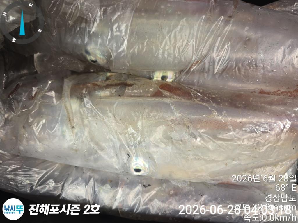 낚시뚜,한치,진해행암항,진해포시즌 2호,낚시뚜11