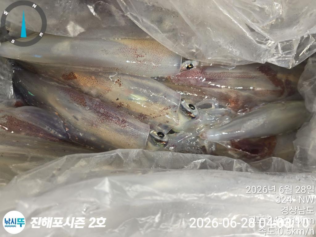 낚시뚜,한치,진해행암항,진해포시즌 2호,낚시뚜10