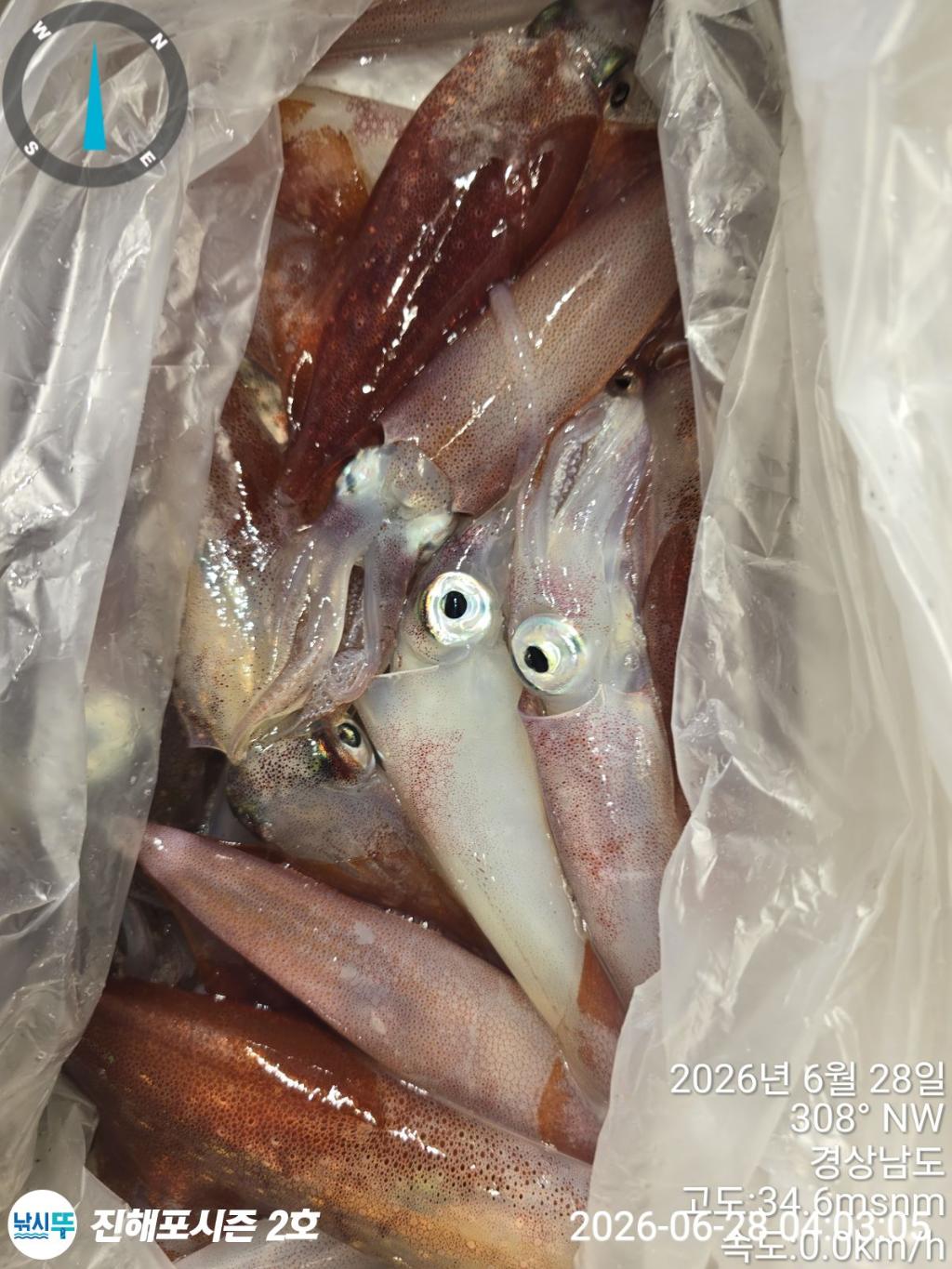 낚시뚜,한치,진해행암항,진해포시즌 2호,낚시뚜9