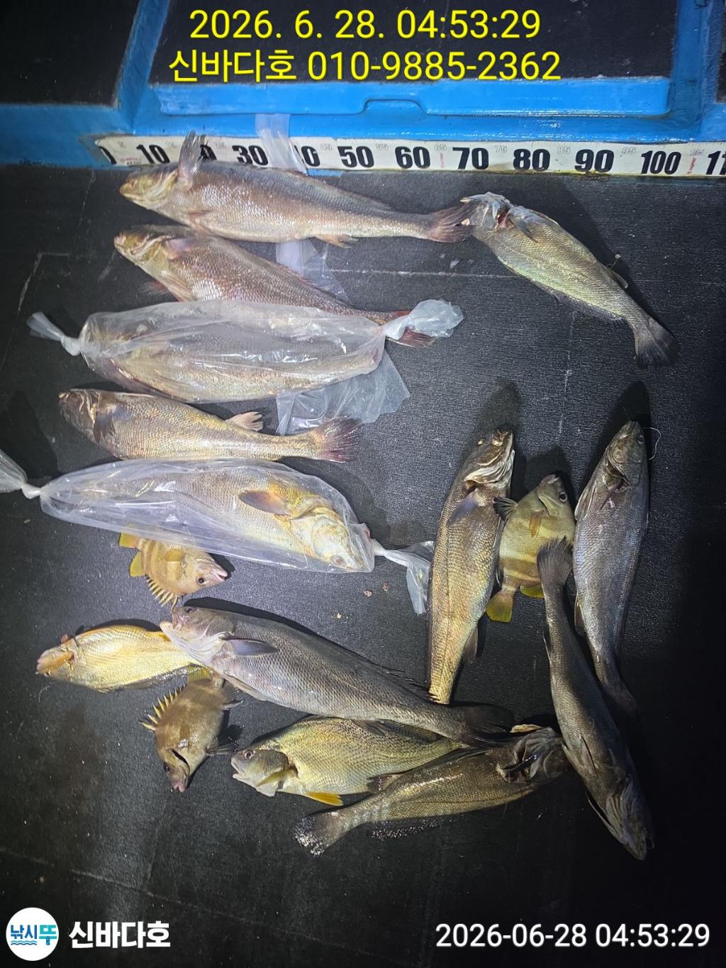 낚시뚜,민어,해남 어란진항,신바다호,낚시뚜2