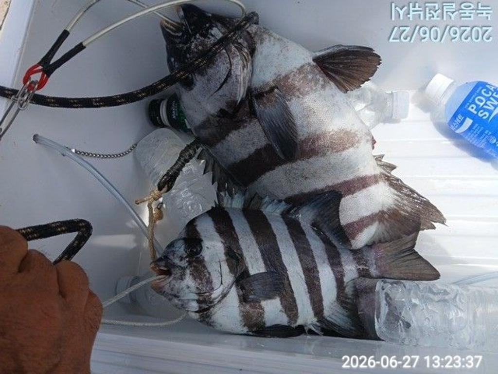 낚시뚜,돌돔,감성돔,참돔,녹동항,실전낚시,낚시뚜1