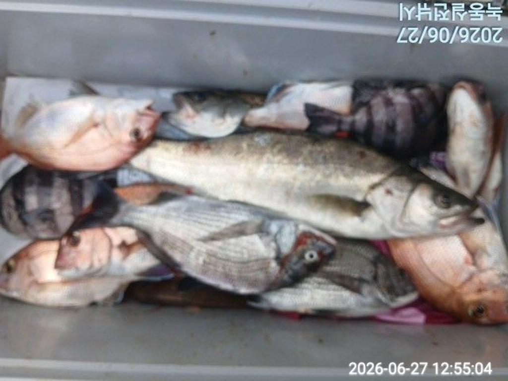 낚시뚜,돌돔,감성돔,참돔,녹동항,실전낚시,낚시뚜7