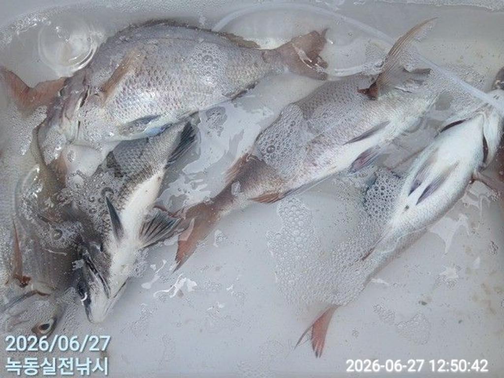 낚시뚜,돌돔,감성돔,참돔,녹동항,실전낚시,낚시뚜6