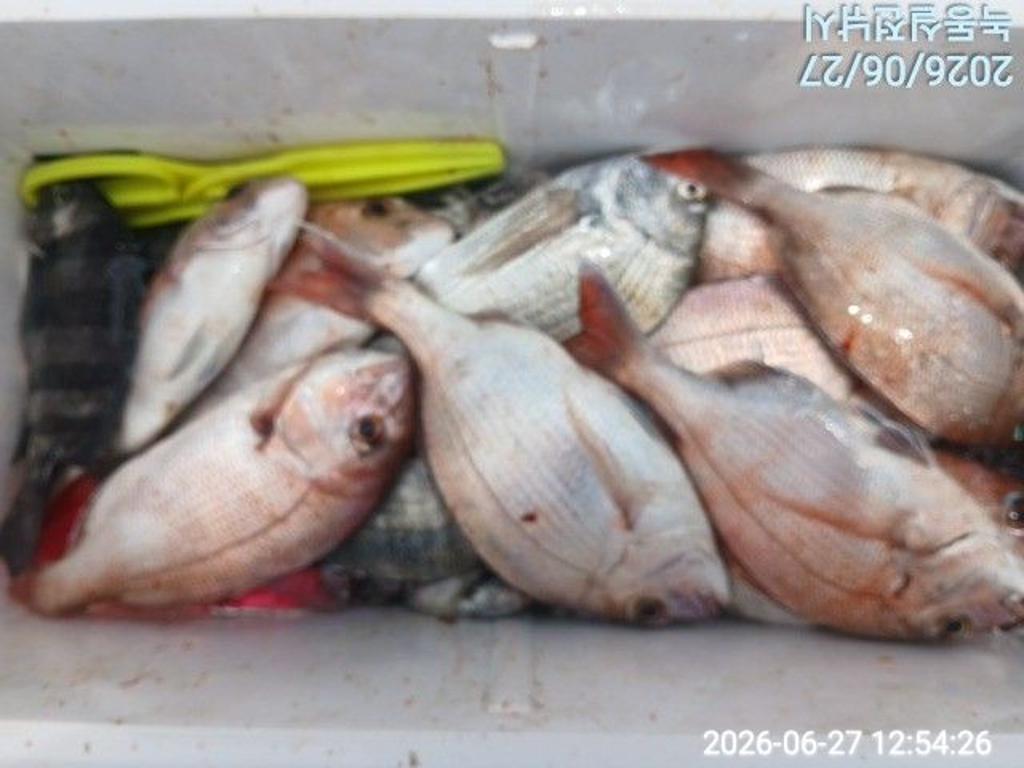 낚시뚜,돌돔,감성돔,참돔,녹동항,실전낚시,낚시뚜4