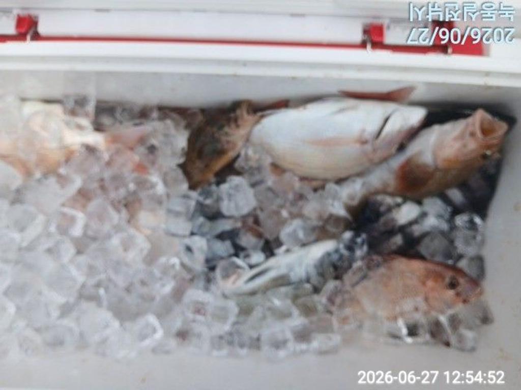 낚시뚜,돌돔,감성돔,참돔,녹동항,실전낚시,낚시뚜2