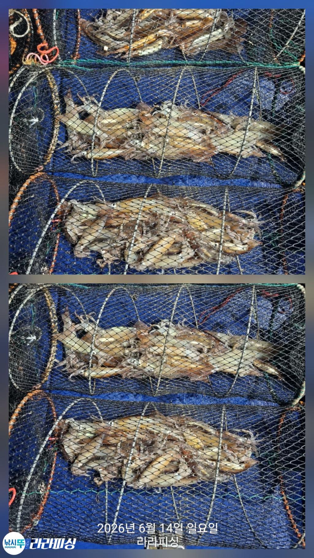 낚시뚜,화살촉오징어,속천항(진해),라라피싱,낚시뚜22
