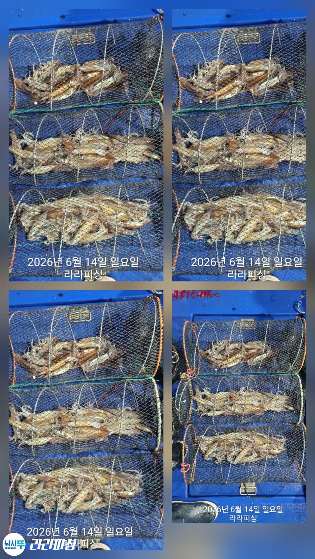 낚시뚜,화살촉오징어,속천항(진해),라라피싱,낚시뚜21