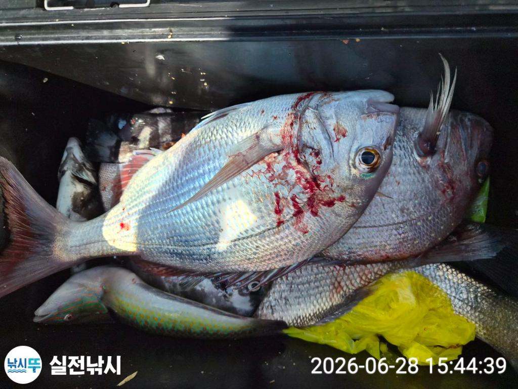 낚시뚜,돌돔,벵에돔,참돔,녹동항,실전낚시,낚시뚜11