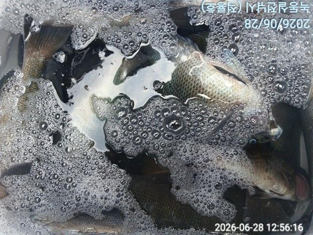 낚시뚜,돌돔,벵에돔,참돔,녹동항,실전낚시,낚시뚜7