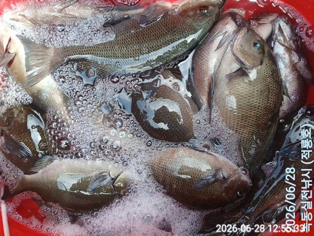 낚시뚜,돌돔,벵에돔,참돔,녹동항,실전낚시,낚시뚜6