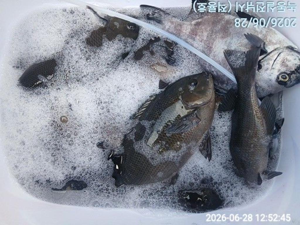 낚시뚜,돌돔,벵에돔,참돔,녹동항,실전낚시,낚시뚜4