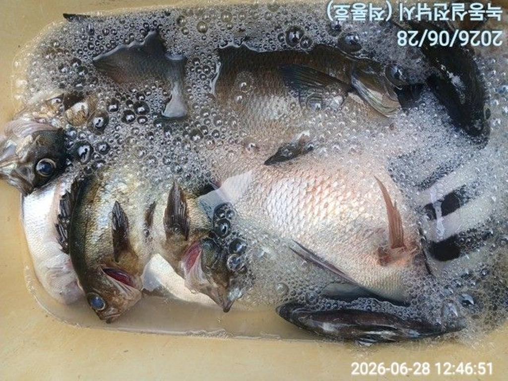 낚시뚜,돌돔,벵에돔,참돔,녹동항,실전낚시,낚시뚜5