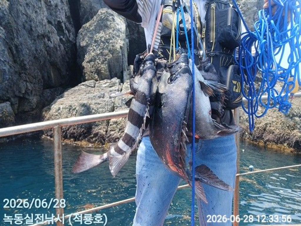 낚시뚜,돌돔,벵에돔,참돔,녹동항,실전낚시,낚시뚜1
