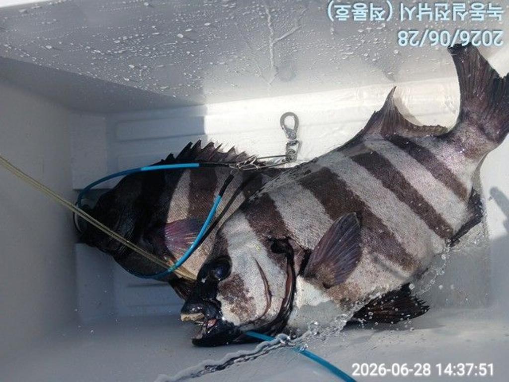 낚시뚜,돌돔,벵에돔,참돔,녹동항,실전낚시,낚시뚜2