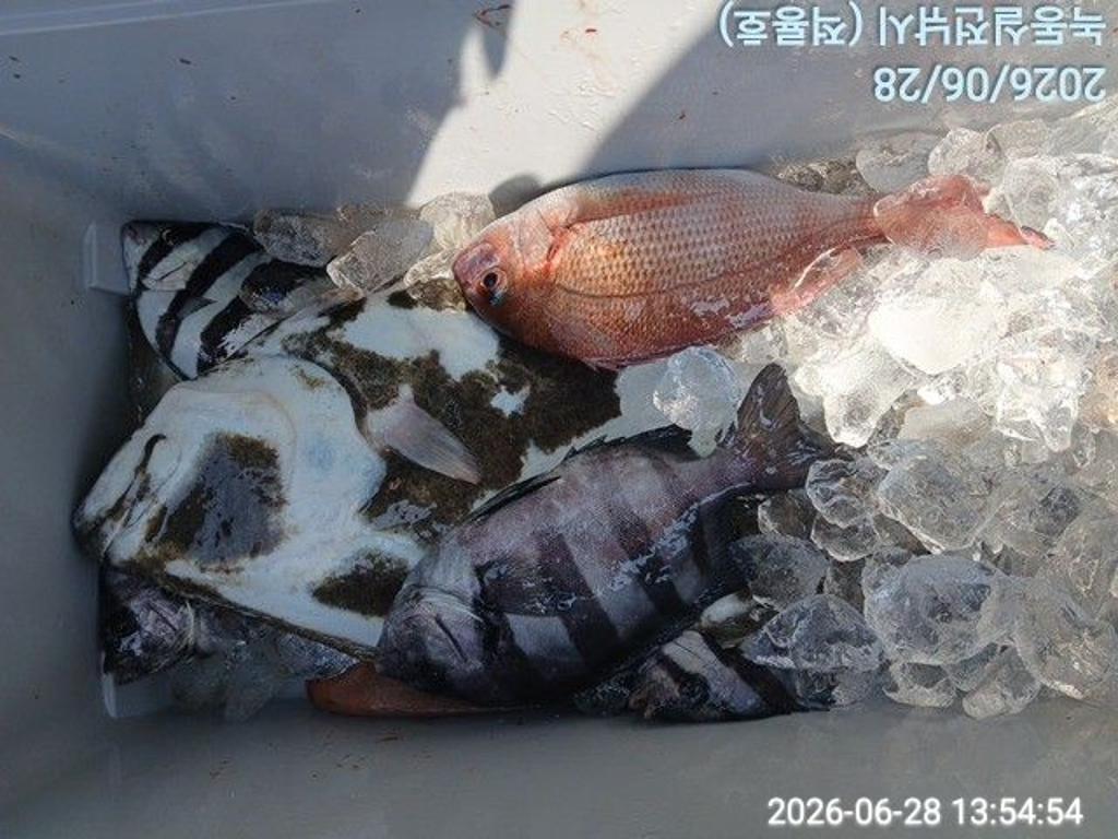 낚시뚜,돌돔,벵에돔,참돔,녹동항,실전낚시,낚시뚜12